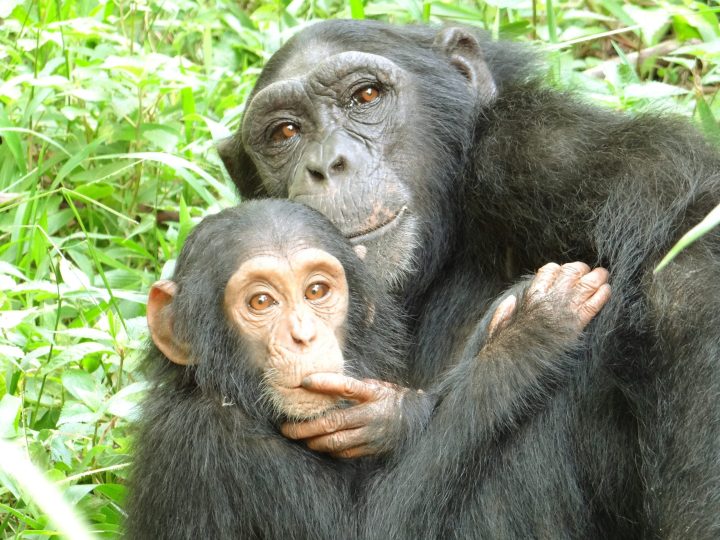 Schimpansen – Mütter im Regenwald